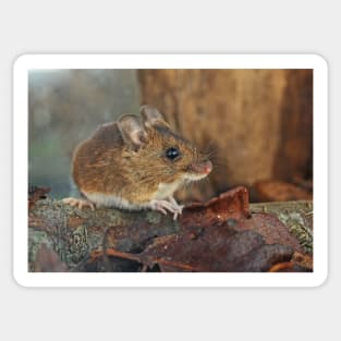 Wild Woodmouse Sticker